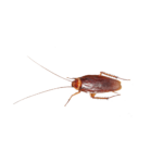 American Cockroach