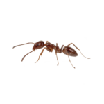 Argentine Ant