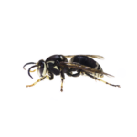 Bald Faced Hornet