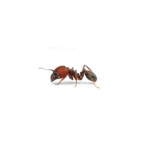 Big-Headed Ant