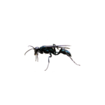 Black Mud Dauber