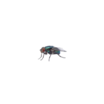 Blue Bottle Fly