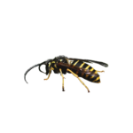 Common Aerial Yellow Jacket