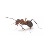 Cornfield Ant