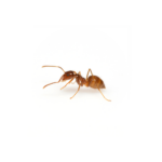 Crazy Ant