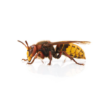 European Hornet