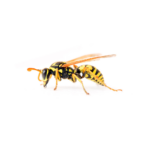 European Paper Wasp