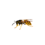 German Yellow Jacket