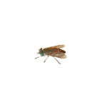 Greenhead Fly