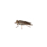 Horsefly