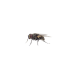 House Fly