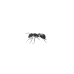 Little Black Ant