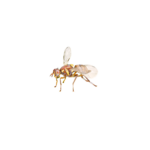 Melon Fruit Fly