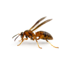 Northern Paper Wasp