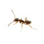 Odorous Ant
