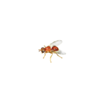 Olive Fruit Fly