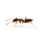 Pavement Ant