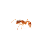 Pharaoh Ant