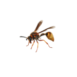 Potter Wasp