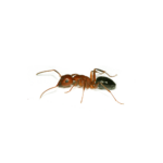 Pyramid Ant