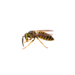 Southern Yellow Jacket